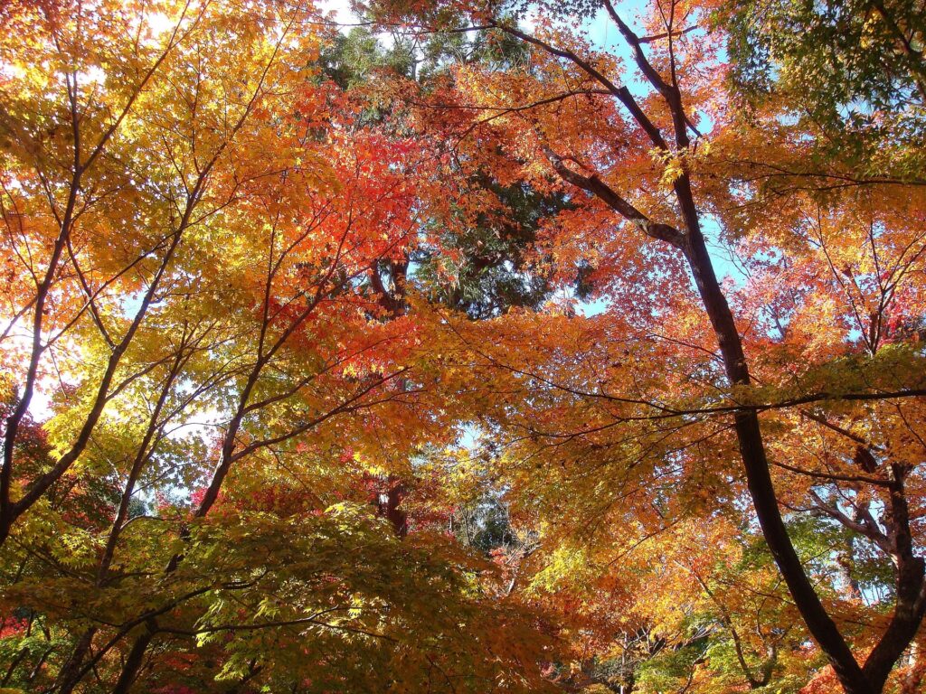Lá đỏ tại chùa Ginkakuji