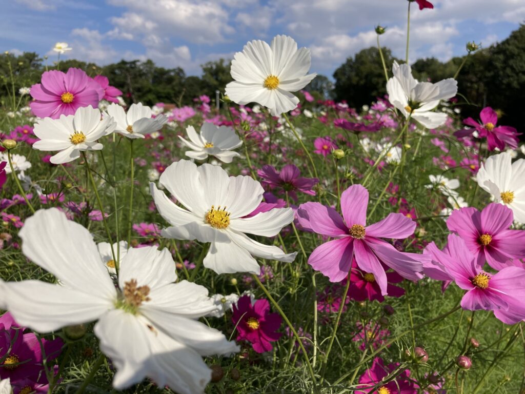 Hoa cosmos Công viên Hattori Ryokuchi Osaka