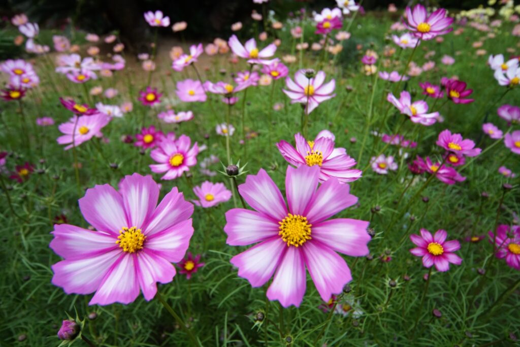 Hoa cosmos tại Vườn thực vật Kyoto