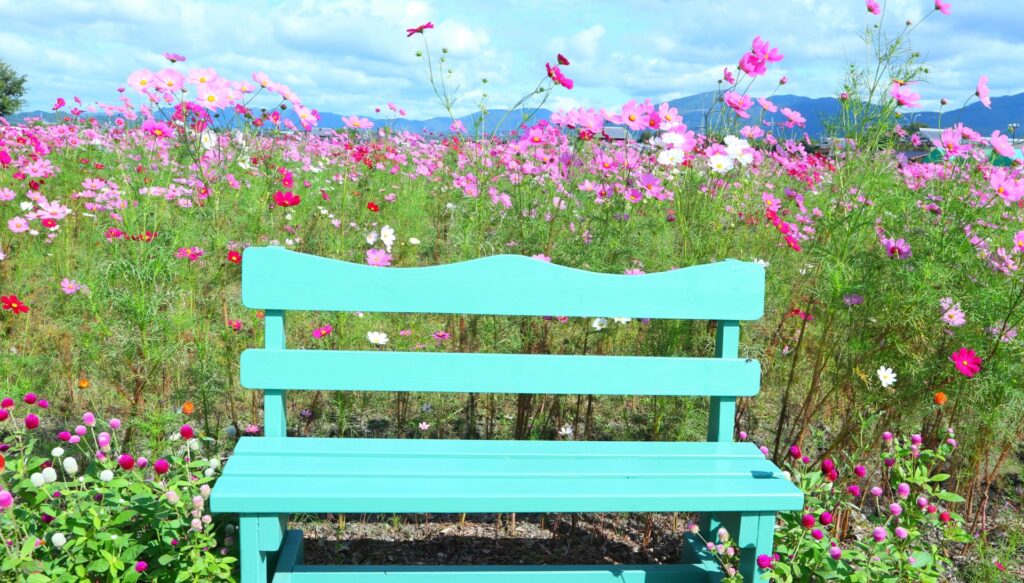 Cosmos vườn hoa Kameoka Yume