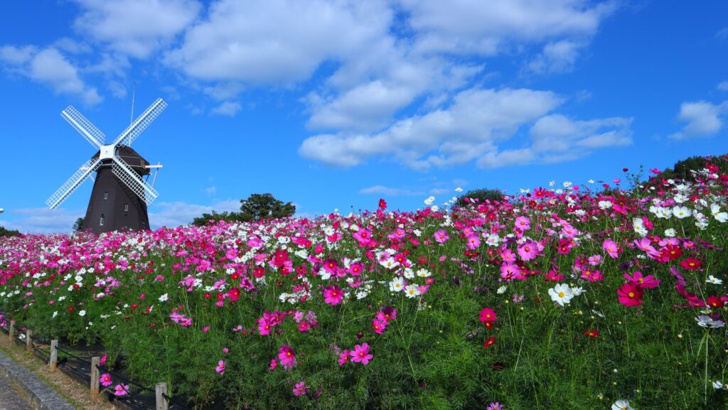 Hoa cosmos Công viên Tsurumi Ryokuchi Osaka