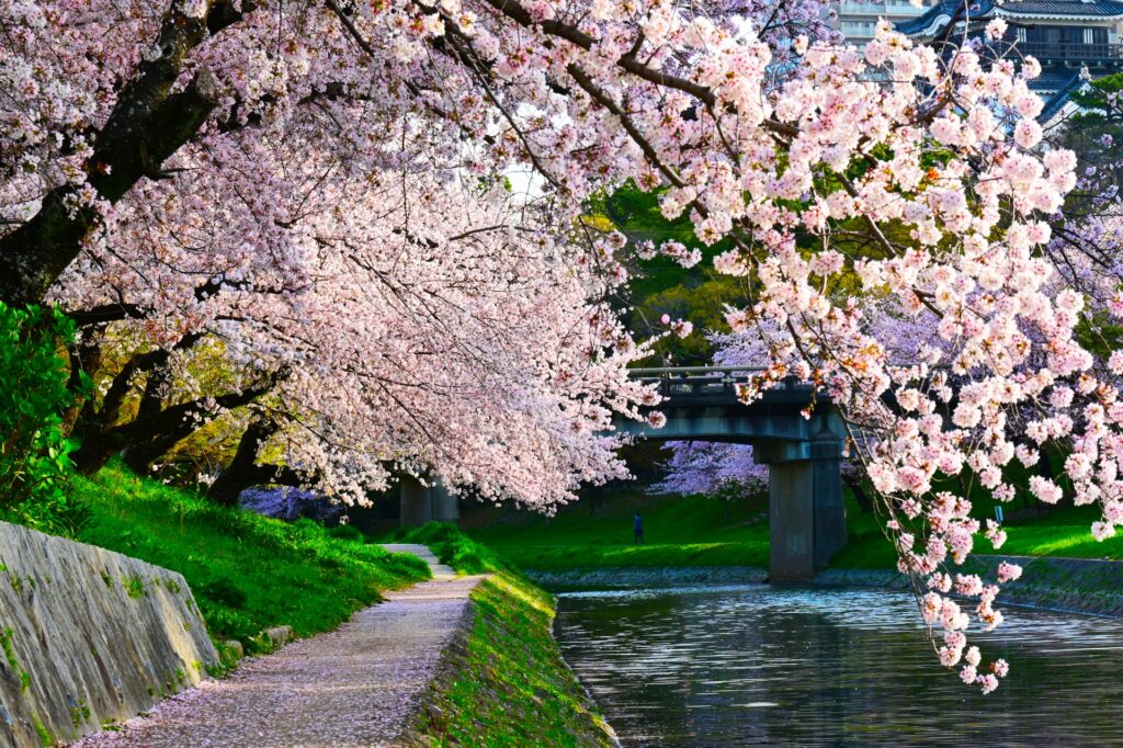 Lễ hội hoa anh đào tại Công viên Okazaki – đường hầm hoa nổi tiếng ở Aichi