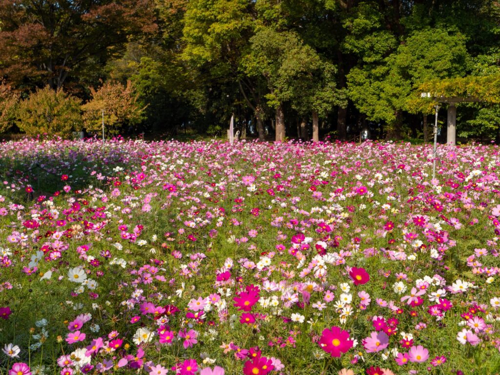 Hoa cosmos Vườn Bách thảo Nagai Osaka