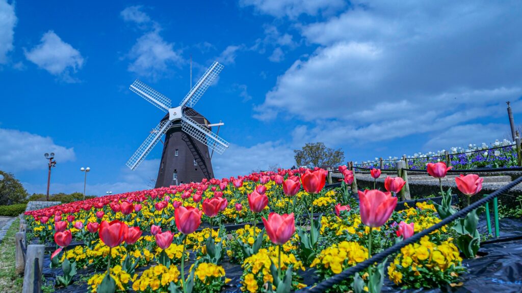 Cánh đồng hoa tulip vào mùa xuân