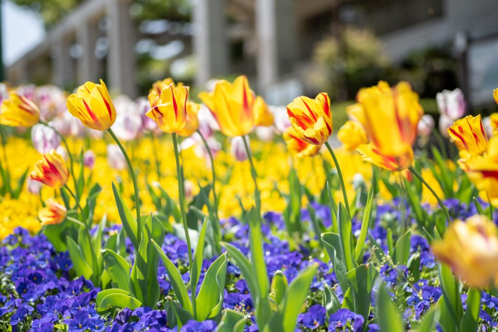 Cánh đồng hoa tulip rực rỡ tại Công viên Shōnai Ryokuchi vào mùa xuân