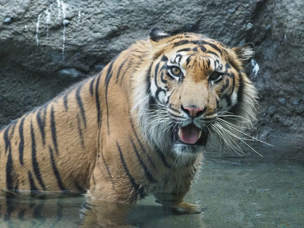 Hổ Bengal đang nghỉ ngơi trong khu thú ăn thịt tại Vườn thú Higashiyama