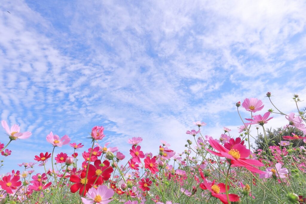 Hoa cosmos Vườn Văn hóa Hoa Osaka