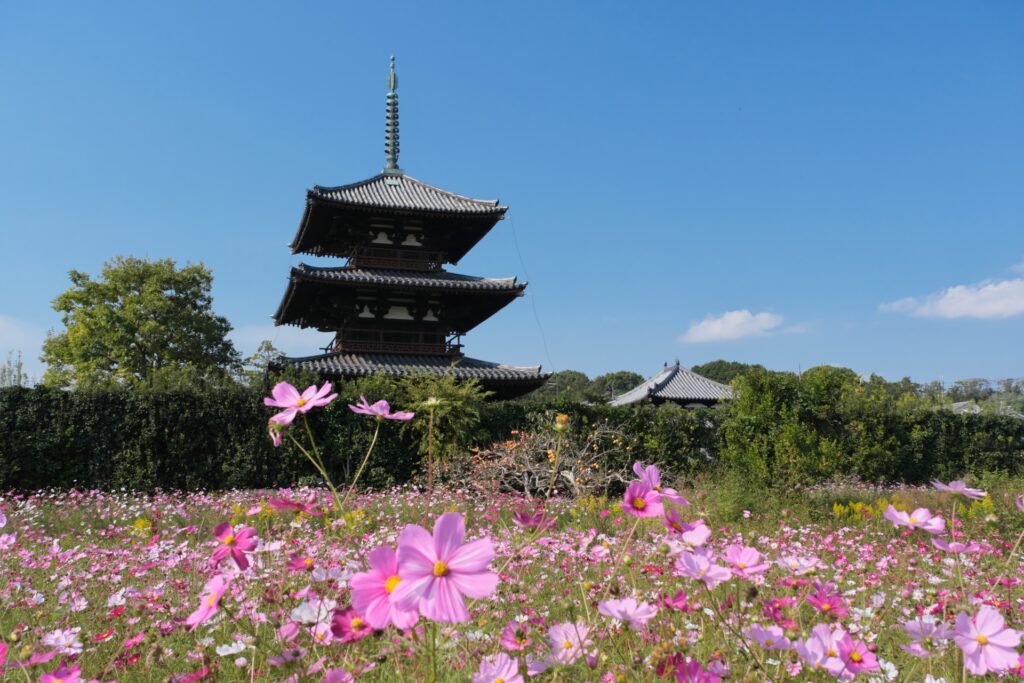 Hoa cosmos chùa Houki Nara