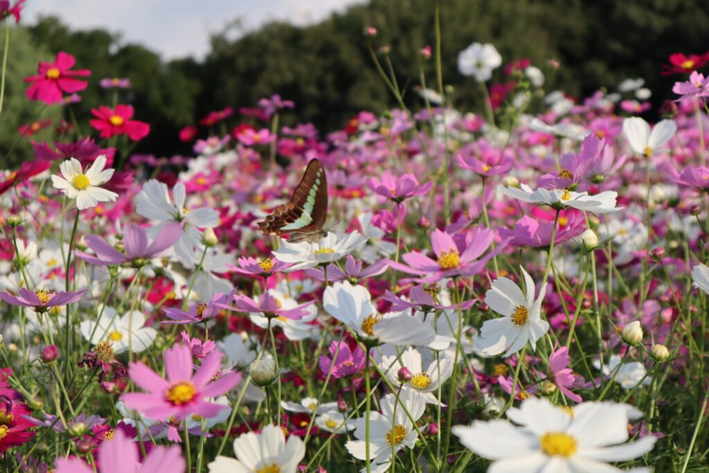 Cánh đồng hoa cosmos vào mùa thu