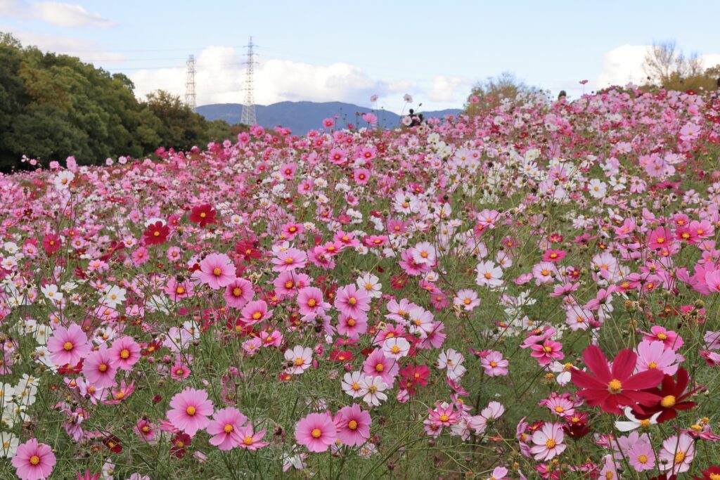 Hoa cosmos Công viên Kỷ niệm Expo Osaka