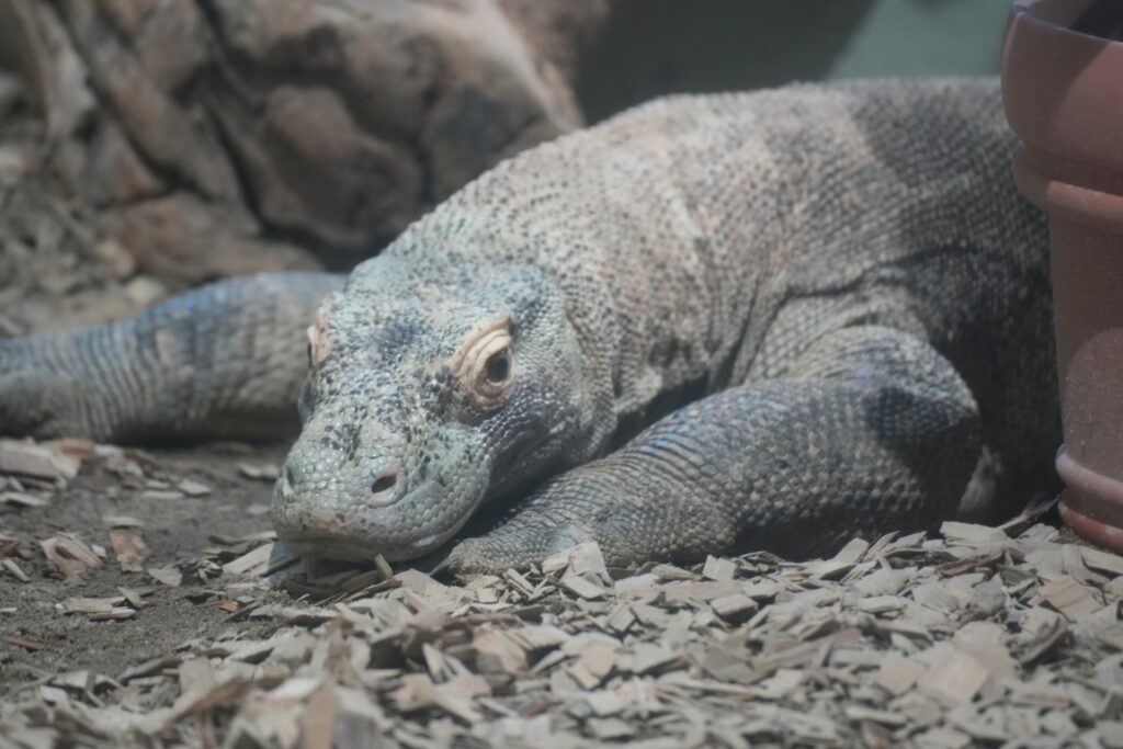 Rồng Komodo – thằn lằn lớn nhất thế giới tại Higashiyama