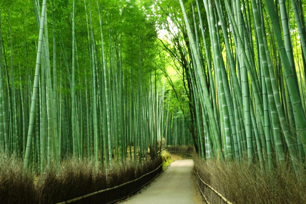 Hình ảnh Arashiyama Kyoto
