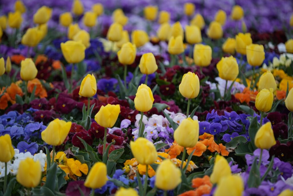 Vườn hoa tulip rực rỡ vào mùa xuân tại Thảo cầm viên Higashiyama