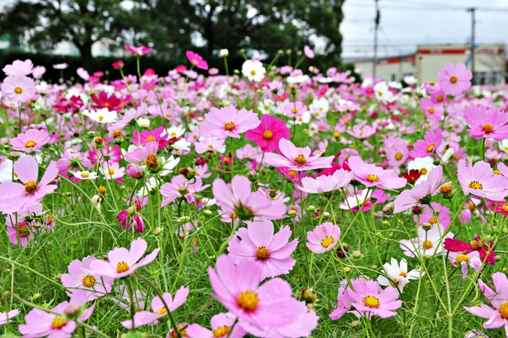 Cánh đồng hoa cosmos vào mùa thu trong khuôn viên công viên Shōnai Ryokuchi