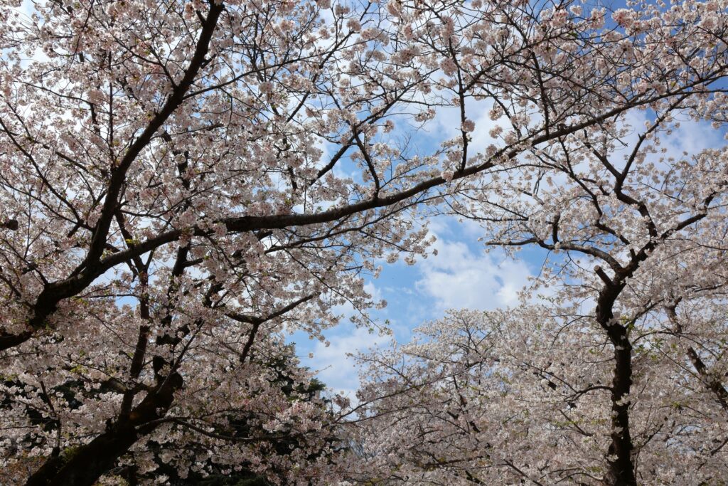 Công viên Yoyogi