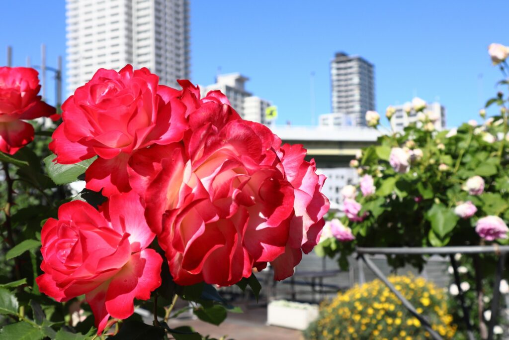 Vườn hoa hồng tại Công viên Nakanoshima