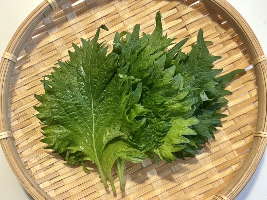 Tía tô Nhật