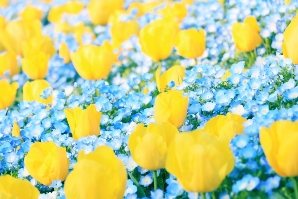 Cánh đồng hoa tulip vào mùa xuân