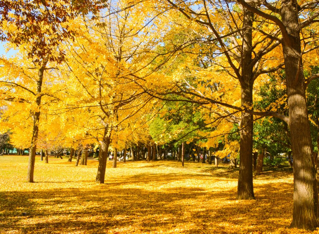 Công viên vườn Kiyosumi