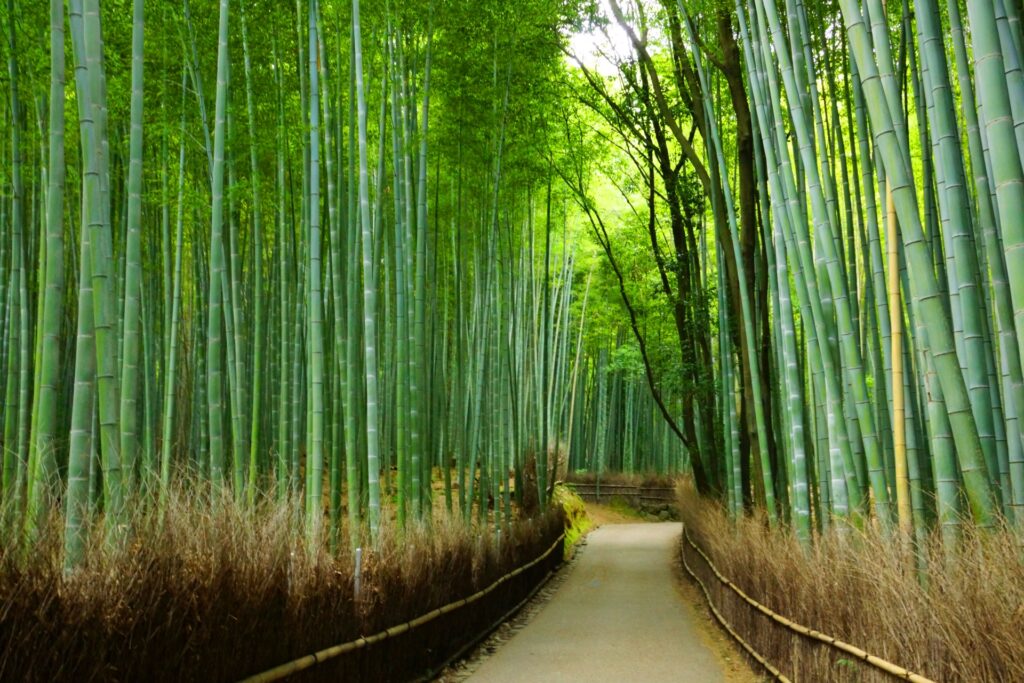 Con đường rừng tre Arashiyama xanh mát – Điểm chụp ảnh huyền ảo ở Kyoto