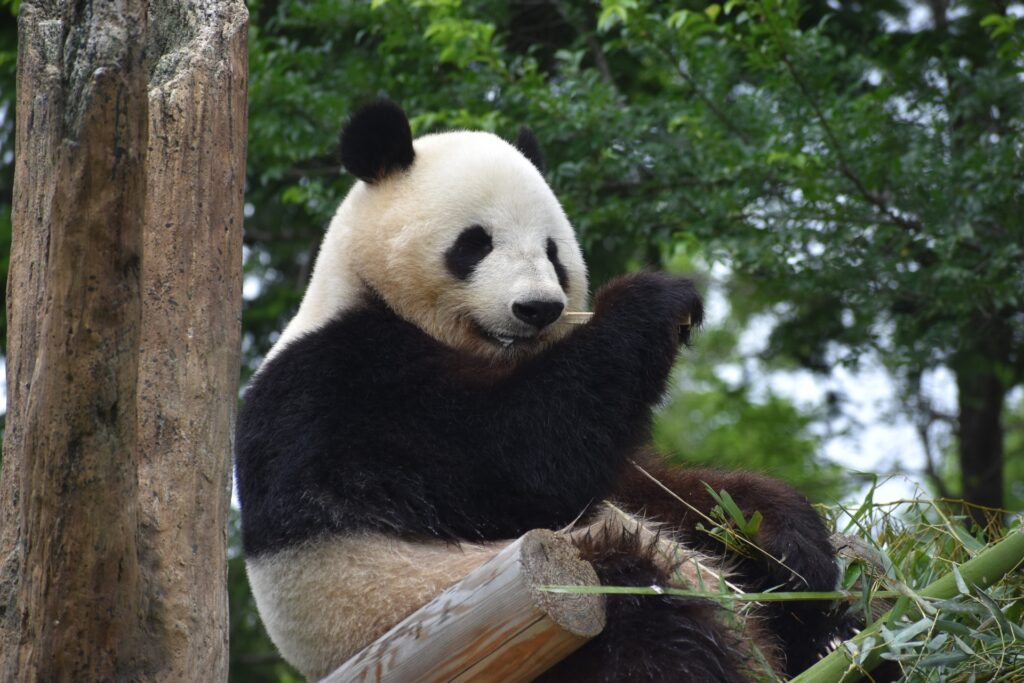Gấu trúc Panda trong vườn thú Ueno