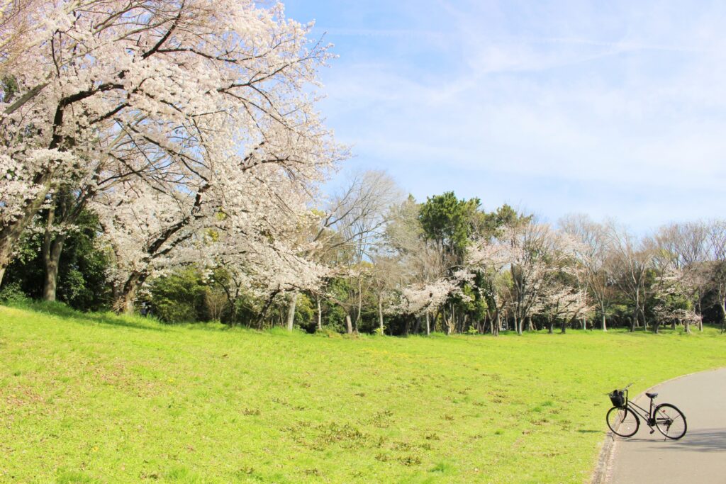 Hàng cây hoa anh đào nở rộ tại công viên Ōizumi Ryokuchi