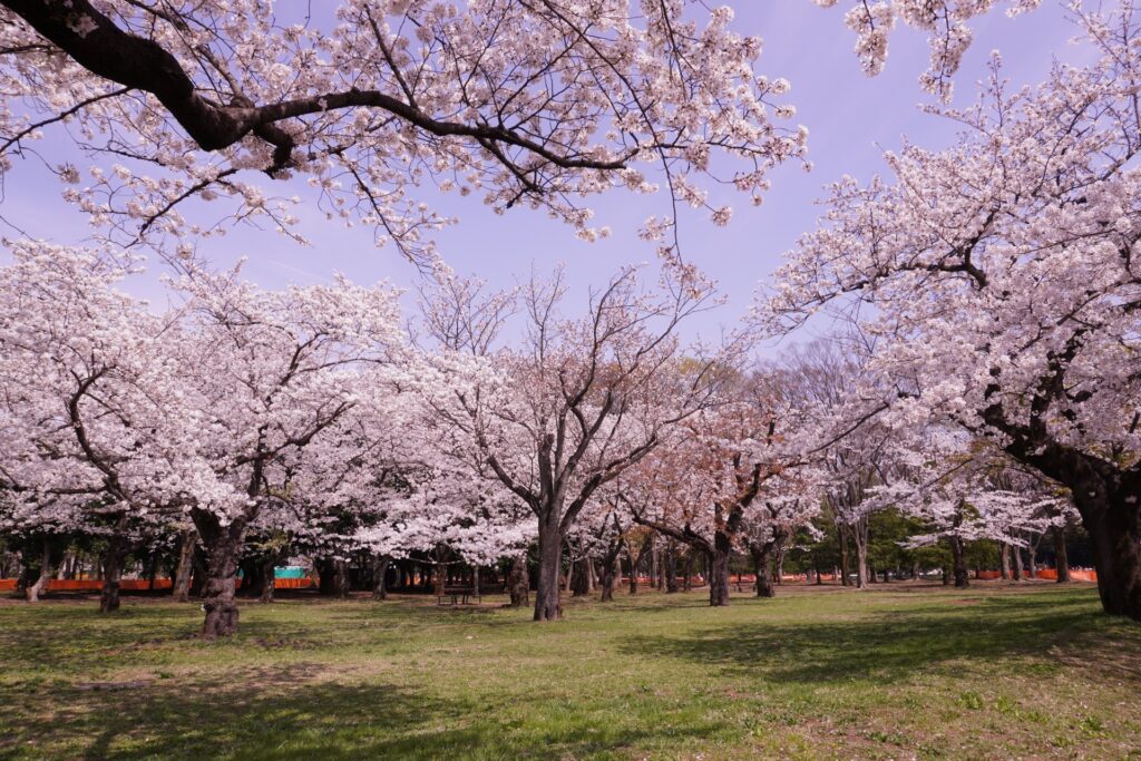 Hoa anh đào nở rộ tại công viên Yoyogi vào mùa xuân