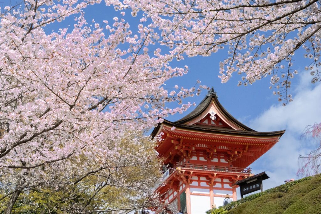 Chùa Kiyomizu mùa xuân rực rỡ hoa anh đào