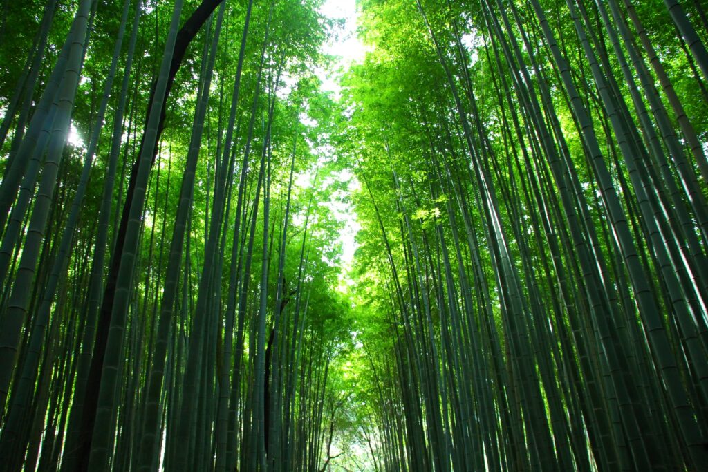 Rừng tre Arashiyama tĩnh lặng trong ánh bình minh