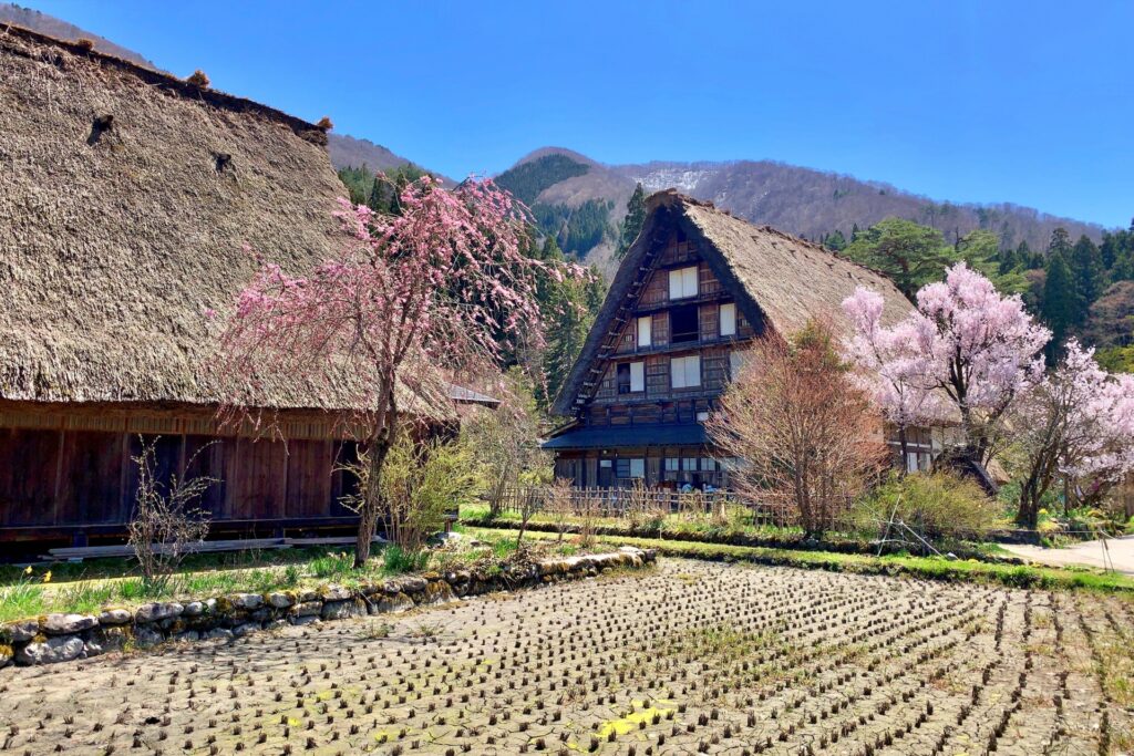 Shirakawa-go vào mùa xuân với hoa anh đào nở rộ