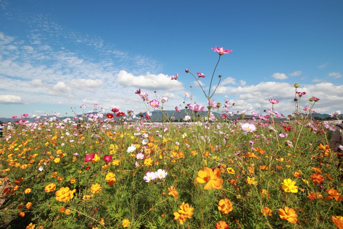 Cosmos vườn hoa Kameoka Yume