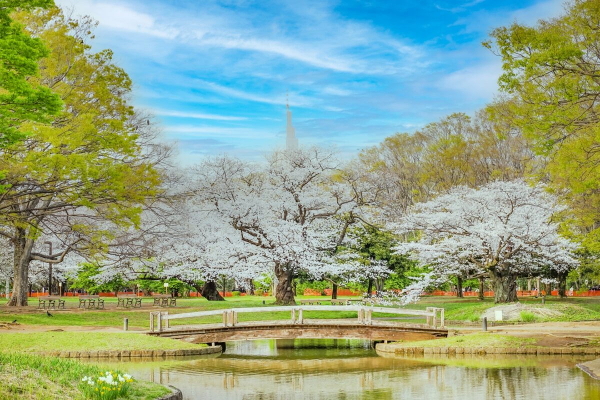 Hoa anh đào nở rộ tại công viên Yoyogi vào mùa xuân